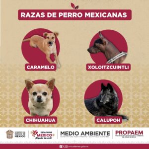 PROPAEM reconoce al Perro Caramelo como raza representativa de México!