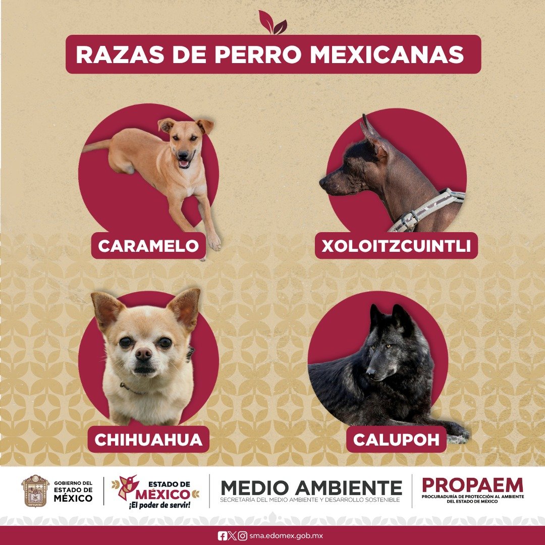 PROPAEM reconoce al Perro Caramelo como raza representativa de México!